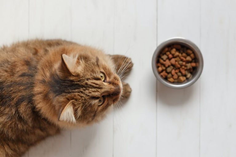 Pourquoi le chat vomit-il des croquettes ?